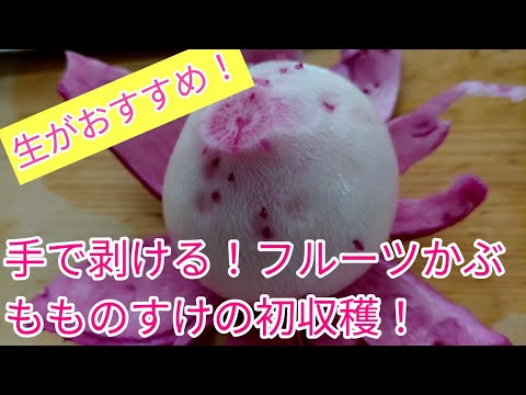 今年は大成功！フルーツカブのもものすけを収穫しました！