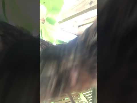 Grapevine birb