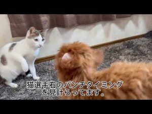 #ボクシング#井上尚弥#井上尚弥選手4団体統一前哨戦をここにみた❗#tea #トイプードル