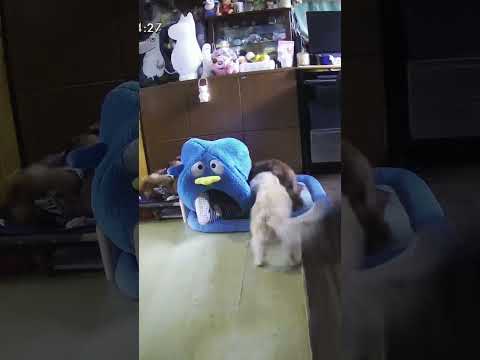 【マロッピーズショート】お留守番で吹っ飛ばされるドンペンくん #shorts