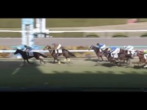 2021/12/18【パドック返し馬つき】阪神5R　メイクデビュー　　☆パンドレア　　ロードカナロア　　＃レースは11分ころから