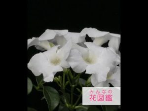 パンドレア・ホワイト- みんなの花図鑑