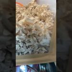 【ハムスター】すみっこで部屋を整えているジャンガリアンハムスター【4K】#shorts