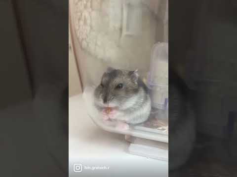 【ハムスター】すみっこで嬉しそうにお芋を食べている姿がただただかわいい🐹🍠💓#shorts