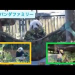 レイレイ、ママと並んでもぐもぐ＆シャンシャン、シャンモックでもぐもぐ　2022.12.20  Cute panda twins