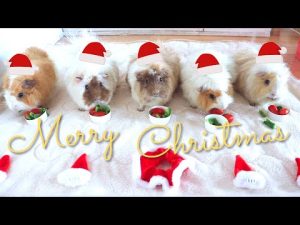 クリスマス会ではしゃぐモルモットたち🎅🏻🎄✨