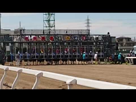 @浦和競馬 #第６r #ゲート  #発走  #live 💃🕺    ③ #室陽一朗騎手 #勝利 #浦和競馬 #新人騎手 🕺💃🎉 #おめでとう 🎉😉❤️ #ゴール  次の動画に続きますね👍😉🎉🐴