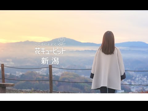 花キューピットで花贈り（2022年末朝日2）