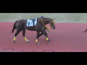 2022/01/04 川崎第9R アンナラヴェリテ