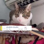 ユティタムって新しい食べ物？