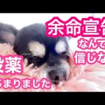 杏（もも）の持病『心臓弁膜症』の投薬による保存的治療がはじまりました。