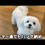 アニマー湯でトリミング納めをしたマルチーズの杏ちゃん♪
