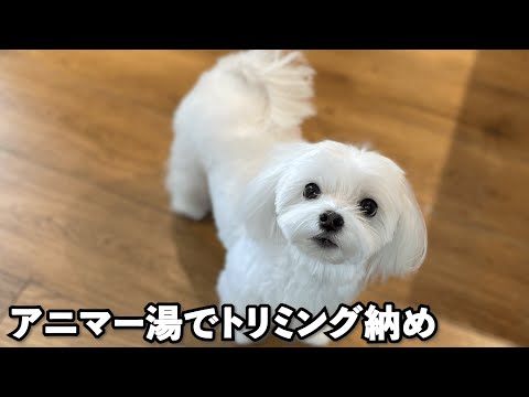 アニマー湯でトリミング納めをしたマルチーズの杏ちゃん♪