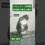 ドキュメント72時間（福井の猫寺【御誕生寺】）放送後の風大の様子#ドキュメント72時間#御生誕寺#風太