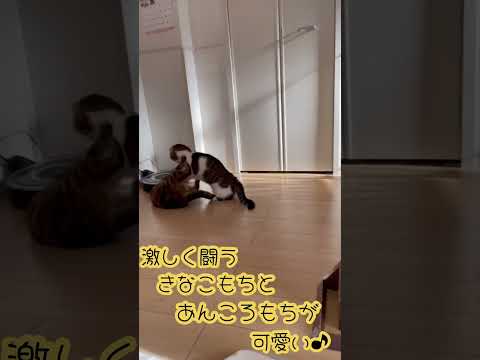 激しく闘うきなこもちとあんころもちが可愛い♪ #shorts