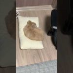 【きなこもち】