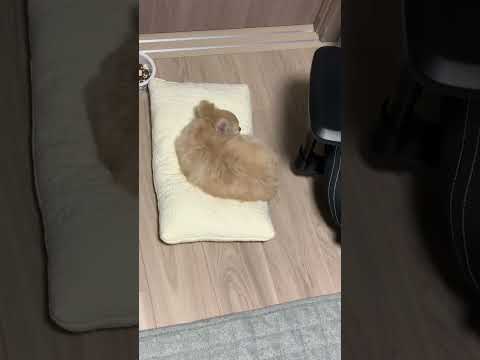 【きなこもち】