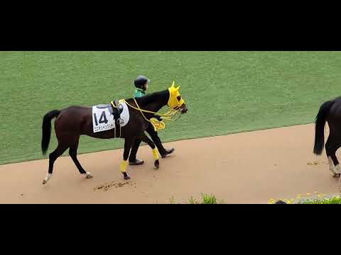 2022/12/17 中山7R コスモシャングリラ