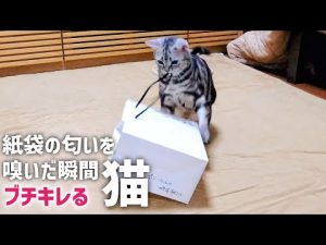 猫が高級食パンの紙袋の匂いを嗅いだら超狂暴になりました
