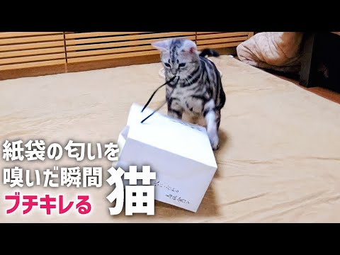 猫が高級食パンの紙袋の匂いを嗅いだら超狂暴になりました