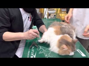 ⑴慢性腸症、先天性心疾患、慢性呼吸器疾患、慢性腎臓病ステージ１、7歳7ヶ月齢、ノルウェージャンフォレストキャットのお花ちゃんの診察、体重4800g、治療、点眼点鼻点耳、デンタルケア、光線照射療法他