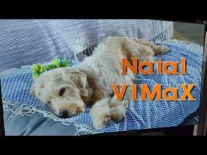 Silver Cine ® Pérola Negra V1MAX Link na descrição  É Natal!!!