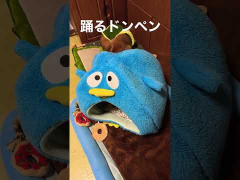 【さぶちゃんねる】踊るドンペン　#shorts