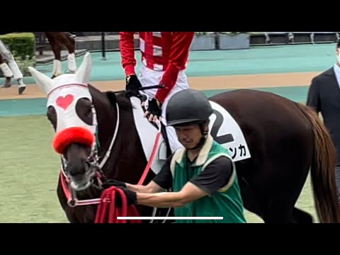 【ゴールドシップ産駒】今日もおっとり可愛らしいカヨウネンカちゃん☺️