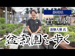 盆栽園を歩く｜苔 聖 園　漆畑大雅