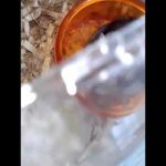 エサで遊ぶハムリン笑