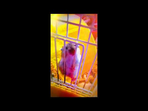 ハムリンのてくてくランド( ˘•ω•˘ )