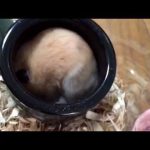 愛ハムリン君のまったり砂浴び動画