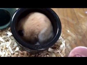 愛ハムリン君のまったり砂浴び動画