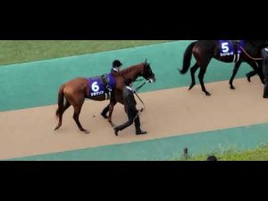 2022/10/30 東京 天皇賞(秋) ジオグリフ