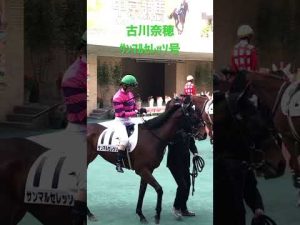 古川奈穂　ｻﾝﾏﾙｾﾚｯｿ号　パドック風景① 20221211中京競馬6R