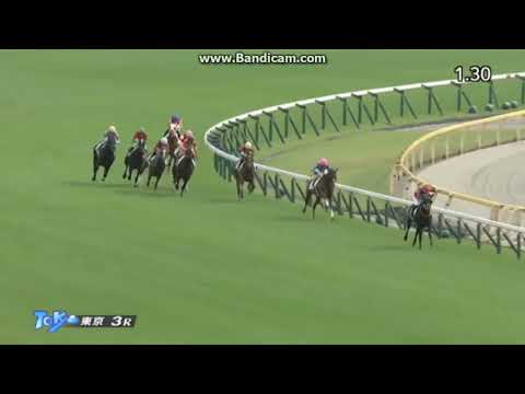 2022年10月9日　東京3R　2歳未勝利　アヴニールドブリエ