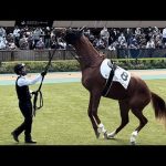 暴れるモルトヴェローチェと冷静に対応する厩務員さん