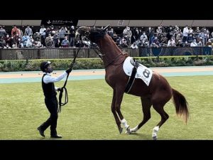 暴れるモルトヴェローチェと冷静に対応する厩務員さん