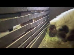 二十歳の集いの日　HORSEPONYからもお祝いのいちごん　おめでとうございます！たくさんの人に自分のしたい事を伝えてくださいね！夢が叶いますように✨