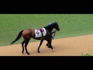 2022/04/16 中山第4R ベストフィーリング