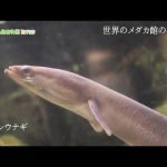 【東山動植物園公式】ニホンウナギ《 ウナギ　世界のメダカ館 》