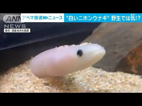 【希少】野生の白いニホンウナギ　神戸の水族館に　黒いウナギと並べて展示(2022年12月15日)