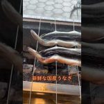 #日本 うなぎは今何を思う？🤔国産養殖一番美味い🥲