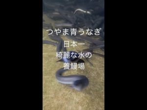 【つやま青うなぎ】2022年冬のうなぎの様子 #Shorts