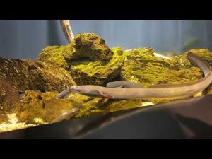 ニホンウナギ＠スマートアクアリウム静岡（静岡駅前松坂屋水族館）【おさかな図鑑】