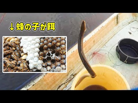 蜂の子を餌にウナギは何匹釣れるのか！？全長１キロの縄！針１６０本のうなぎ延縄漁【うなぎ釣り｜天然ニホンウナギ】