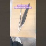 #art #drawing #artist #pencildrawing #feather #porcupine #thron #practice #h2 #artcollector #love