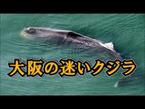 国内ニュース　｜　大阪の迷いクジラ、