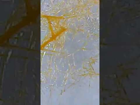 Canary Feather seen with a Microscope #shorts