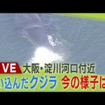 【LIVE】発見から5日…迷いクジラ『ヨドちゃん』気になる今の様子・最新状況は？大阪市が状態確認へ　大阪・淀川河口付近に留まる